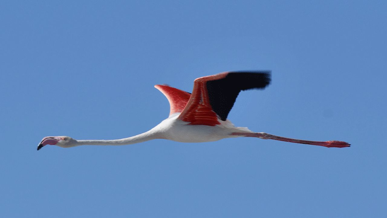 Binlerce flamingo ilk defa kanat çırptı