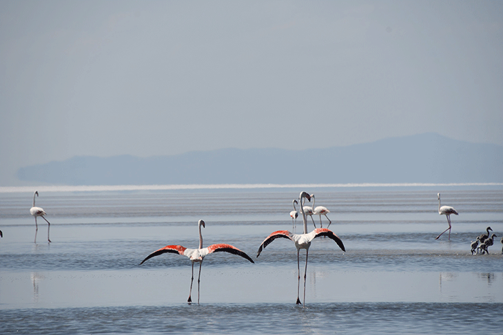 Binlerce flamingo ilk defa kanat çırptı - Sayfa 3