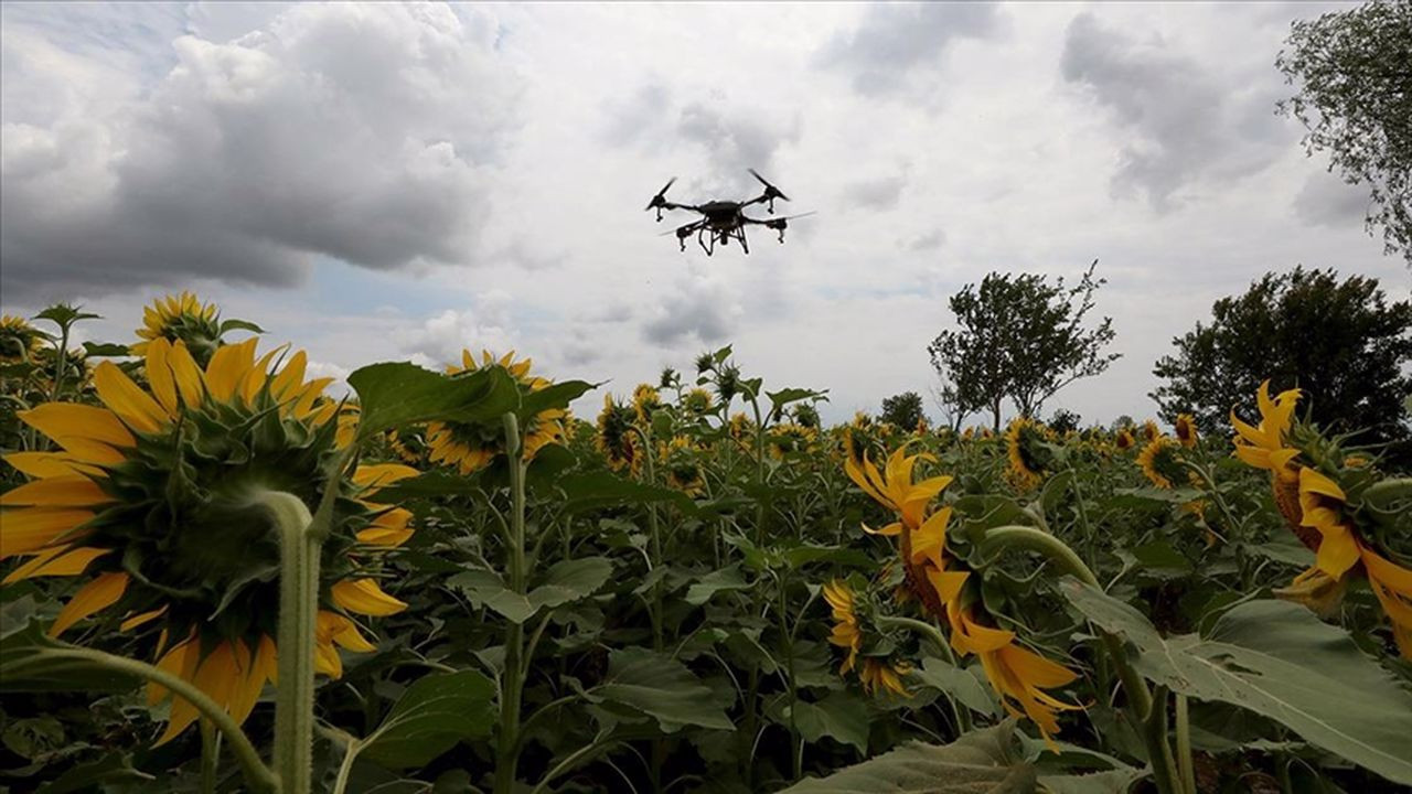 Trakya'da  çayır tırtılına karşı dron ile ilaçlama