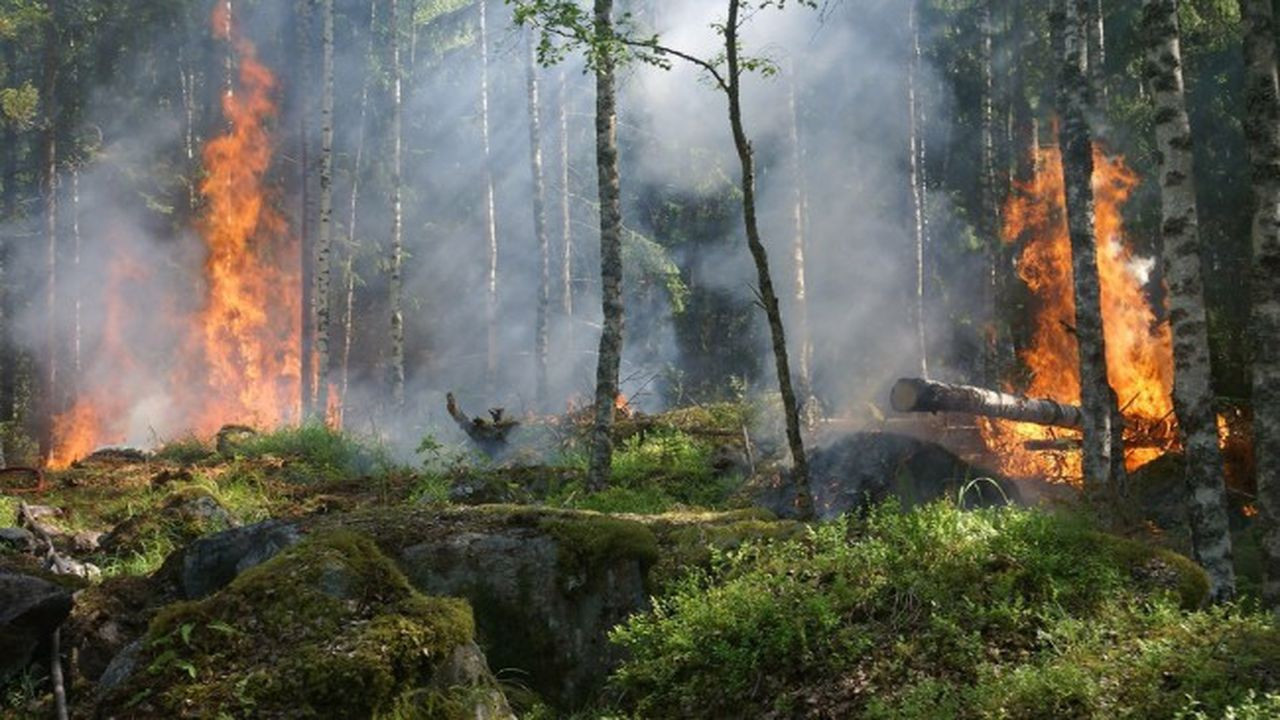 Birçok noktada orman yangınları hayatı felç etti