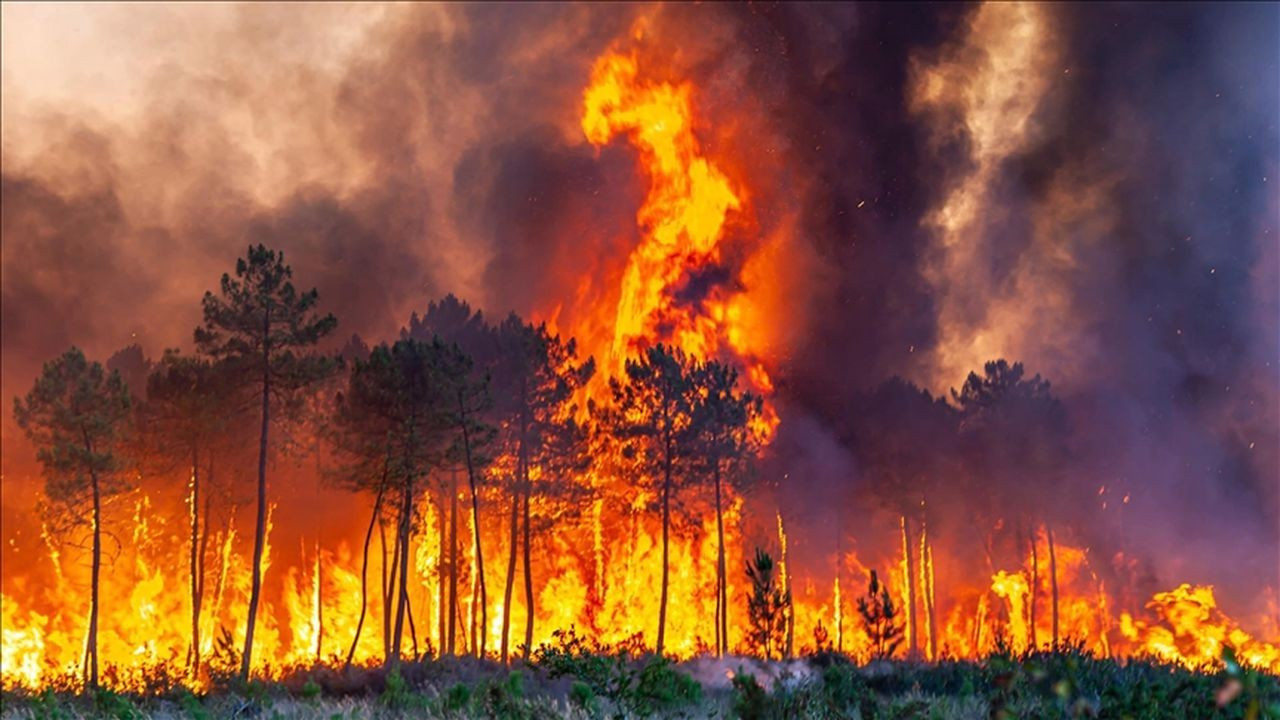 Yangında 370 hektar alan zarar gördü