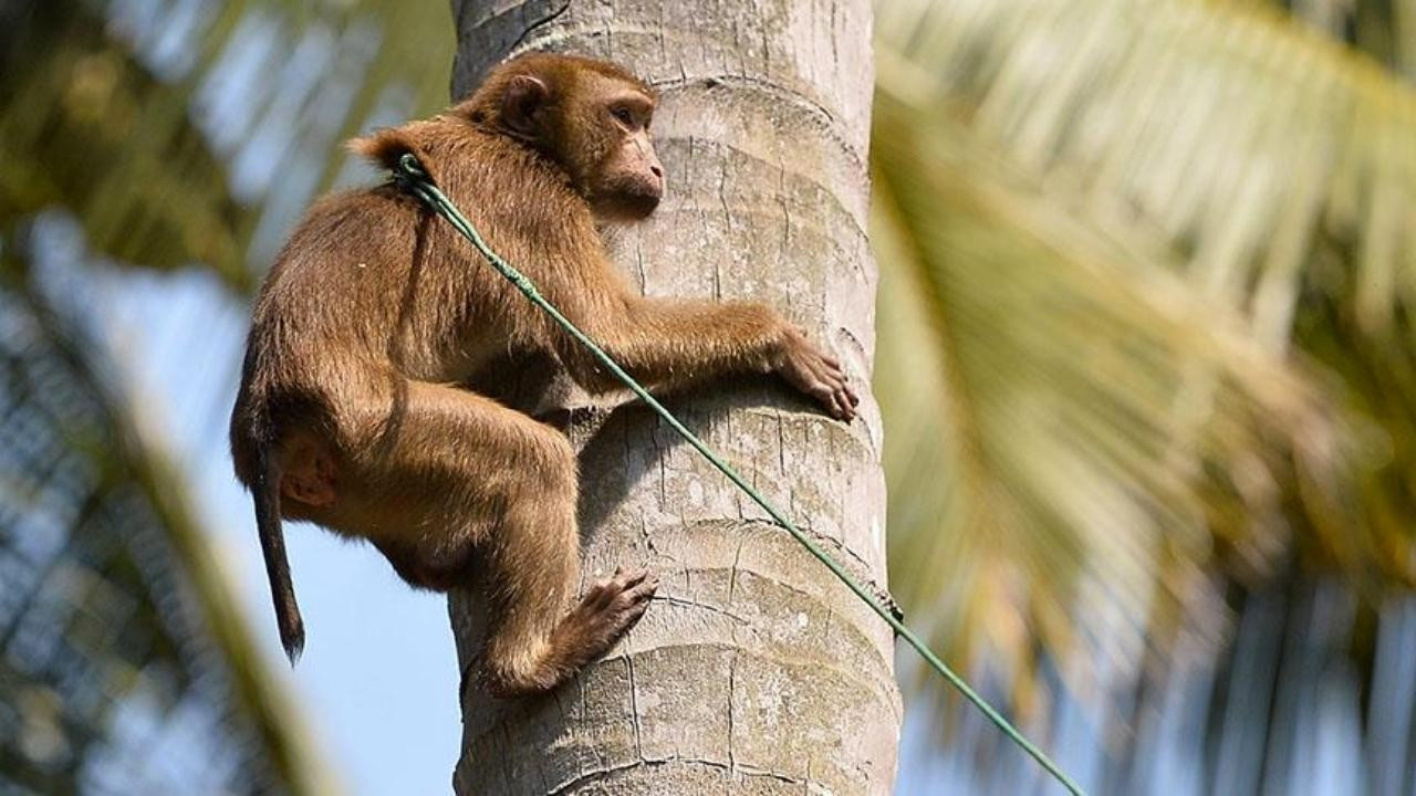 Brezilya'da maymunlara saldırılar artıyor!