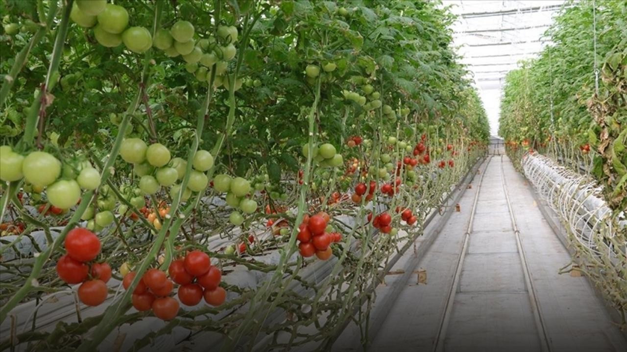 Nevşehir'de yıllık 40 bin ton sebze yetiştirilecek