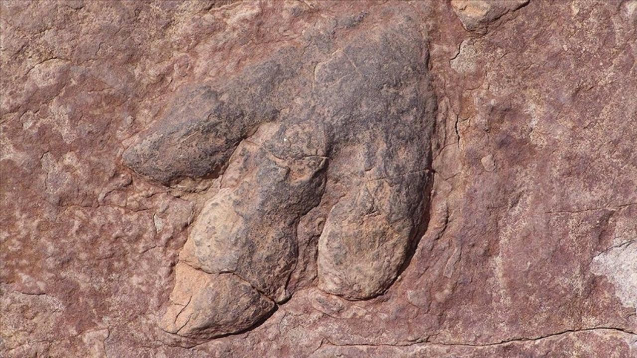 13 milyon yıl öncesine ait dinozor izleri bulundu
