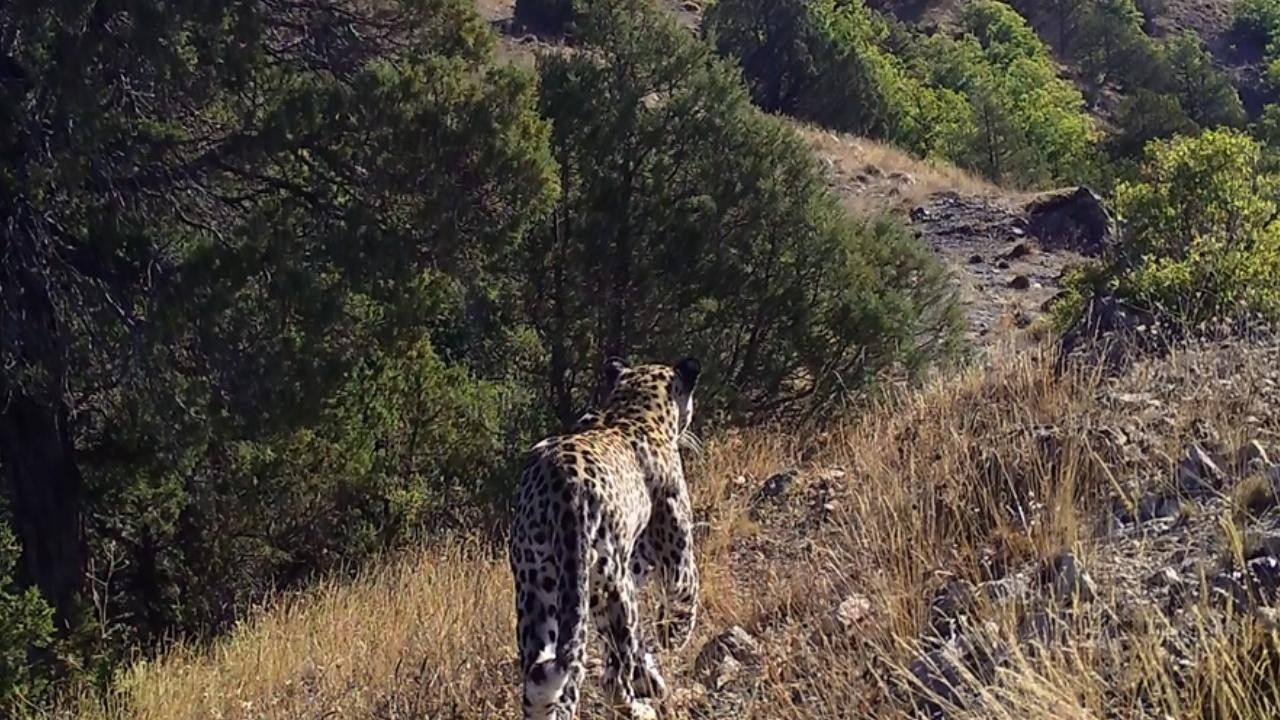 Anadolu leoparı bir kez daha görüntülendi