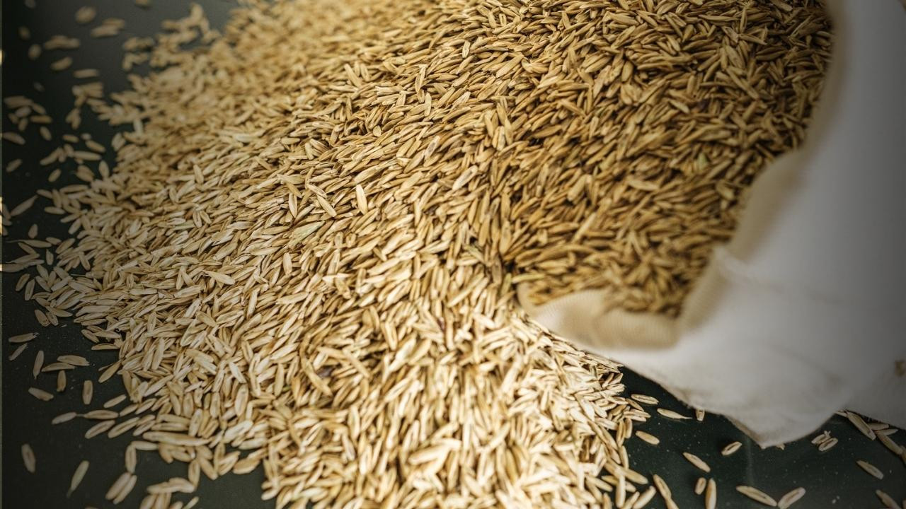 Çiftçilere 12 ton hibe destekli süt otu dağıtıldı