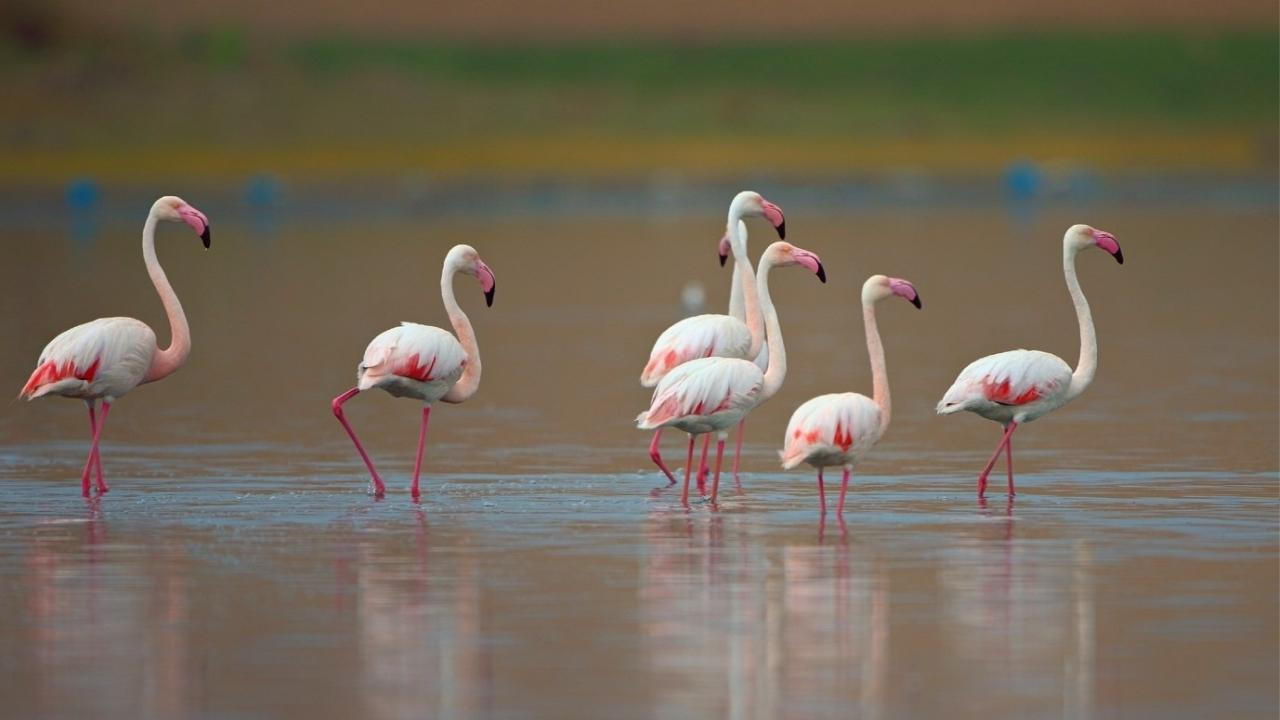 Bakan Kurum: Yavru flamingolar kurtuldu