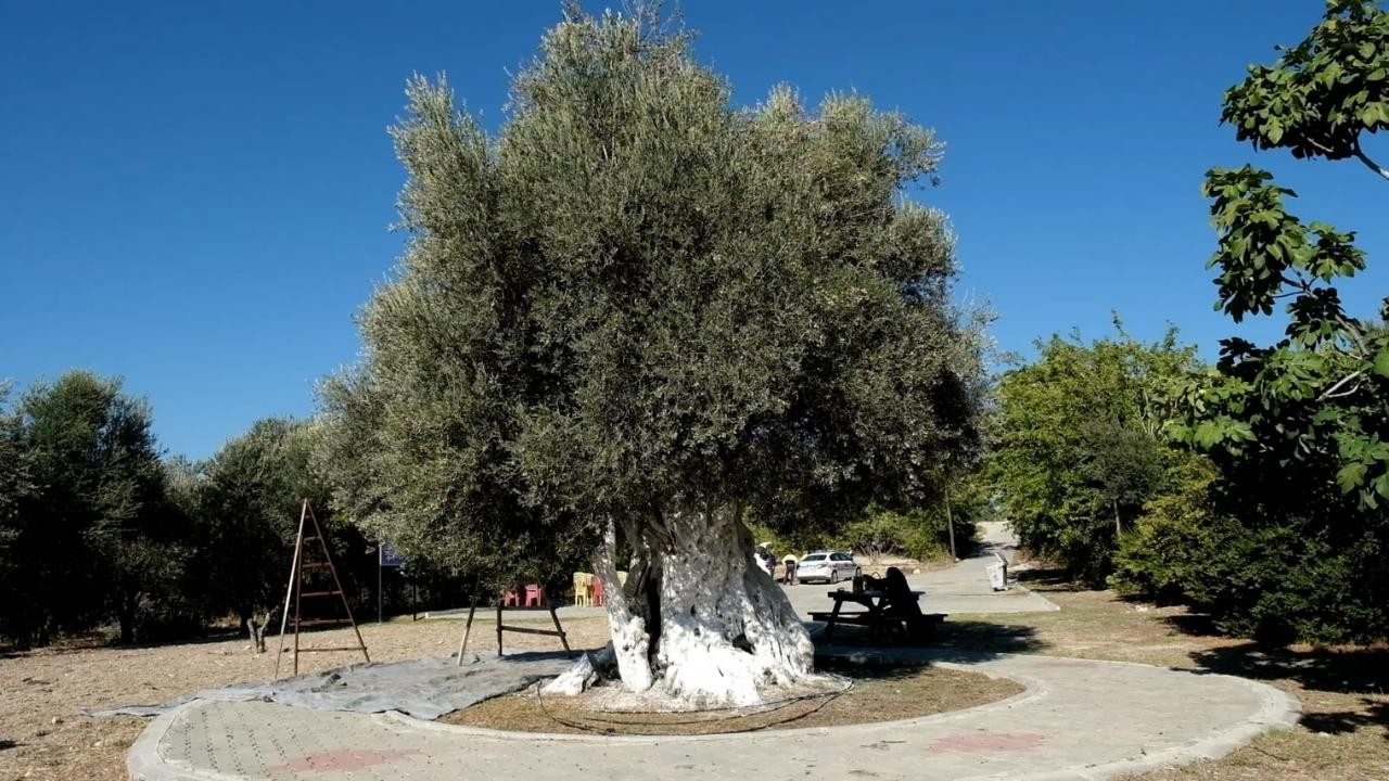 1300 yıllık anıt ağaçta yetişen zeytinler toplandı