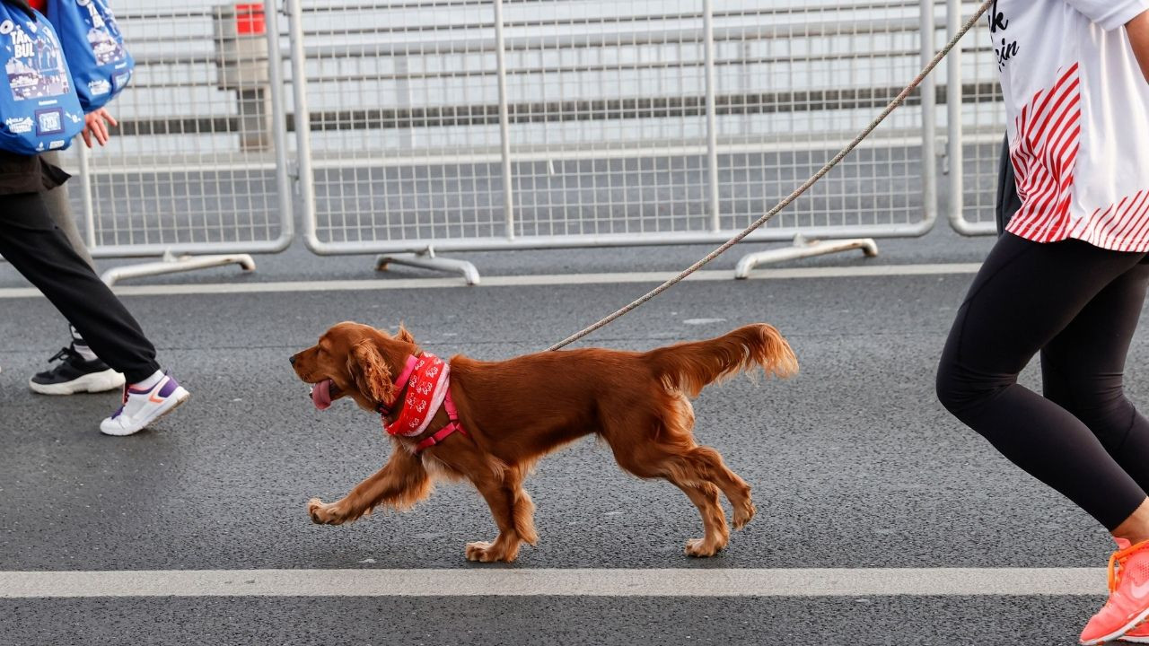 İşte İstanbul Maratonu'ndan renkli görüntüler! - Sayfa 9