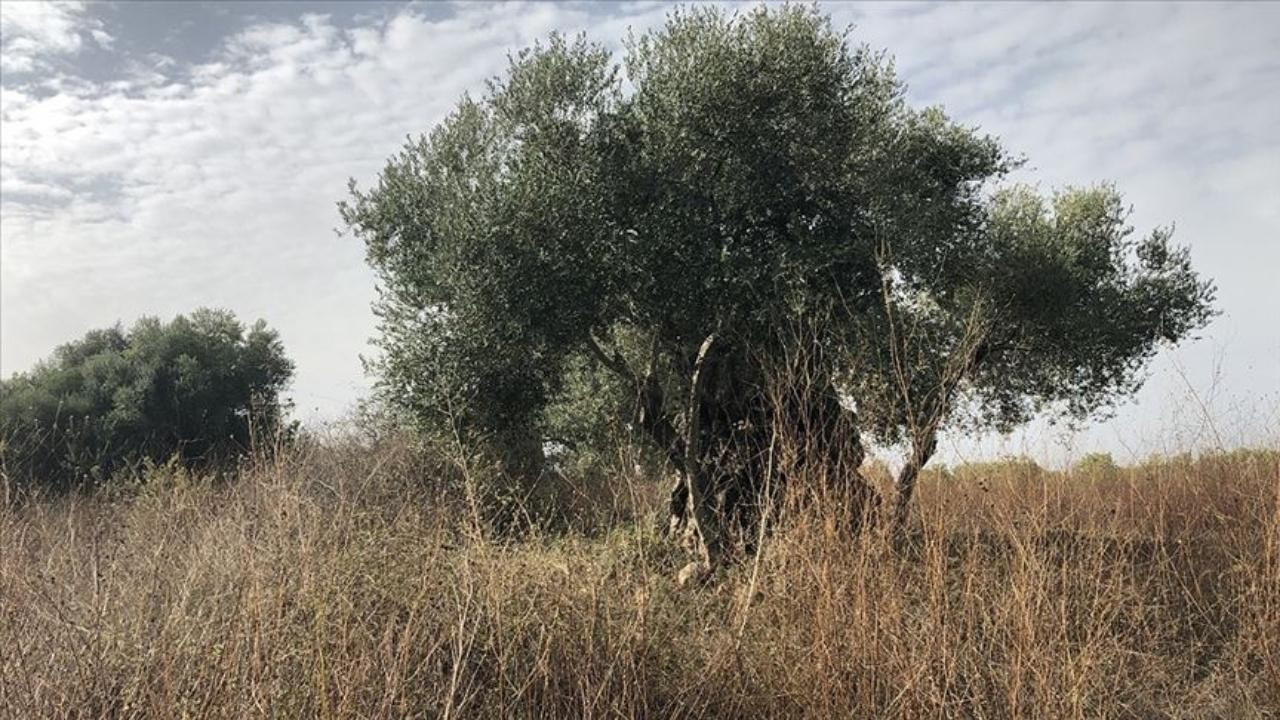 İsrail Batı Şeria'da 2 bin zeytin ağacını söktü!