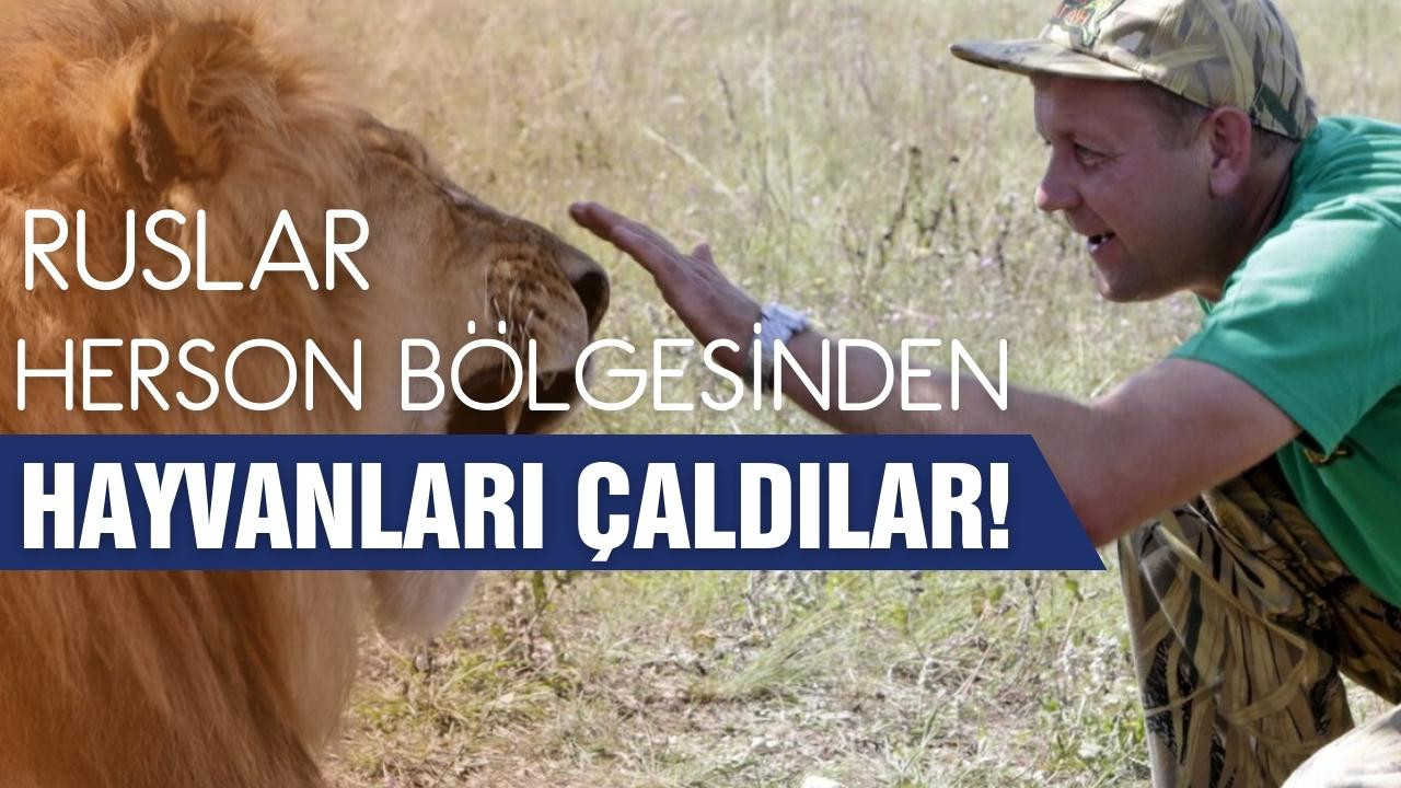 Ruslar Herson bölgesinden hayvan çaldı!