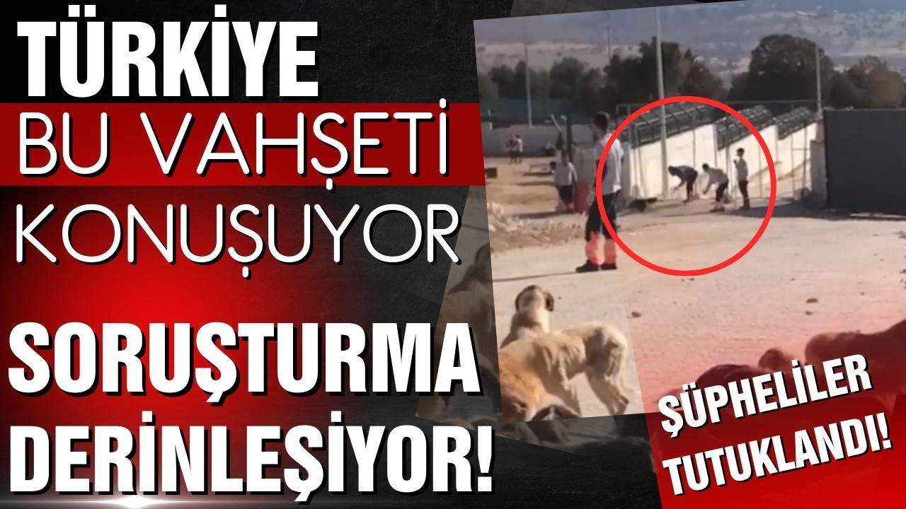 Konya'da köpek vahşeti! Soruşturma derinleşiyor!