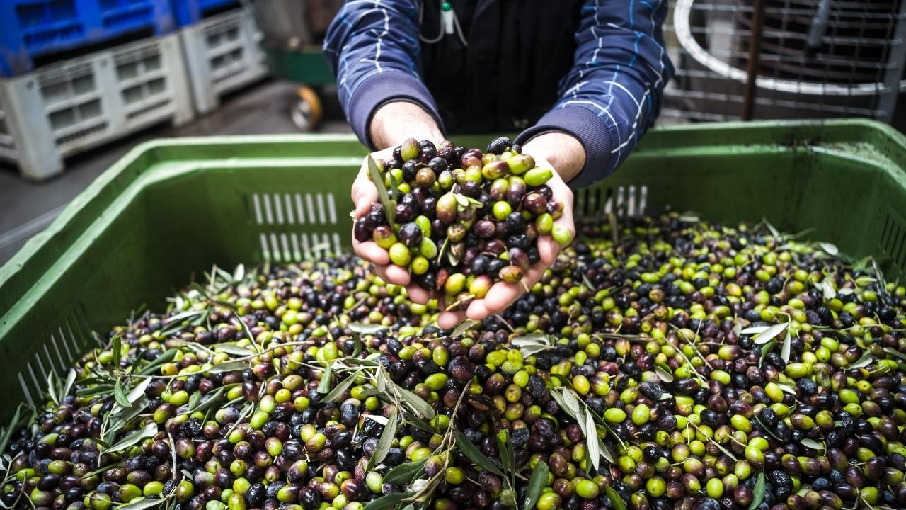 Türkiye'nin zeytinyağı ihracatı yüzde 50 arttı