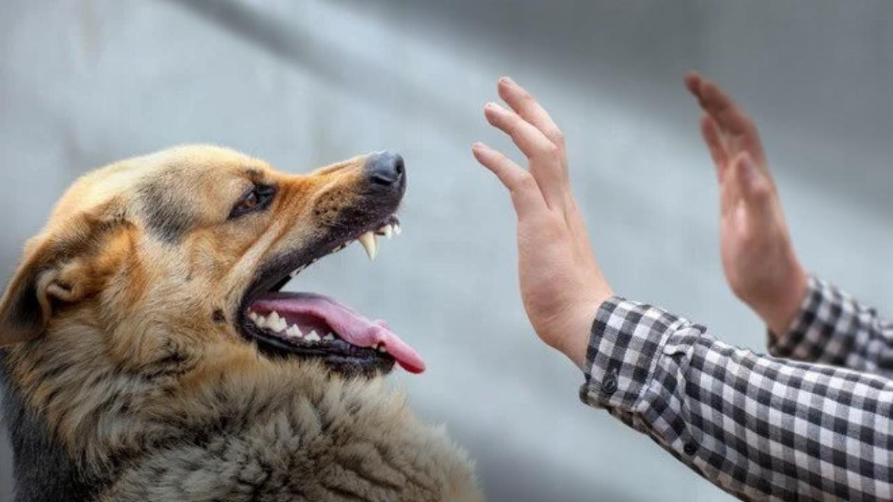 Köpeğime ısırtırım sözü silahla tehdit sayıldı