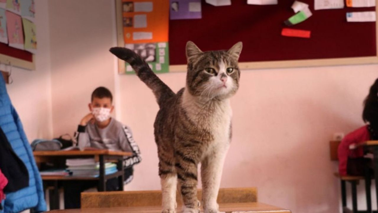İzmir'de bir okul 30 kediyi sahiplendi