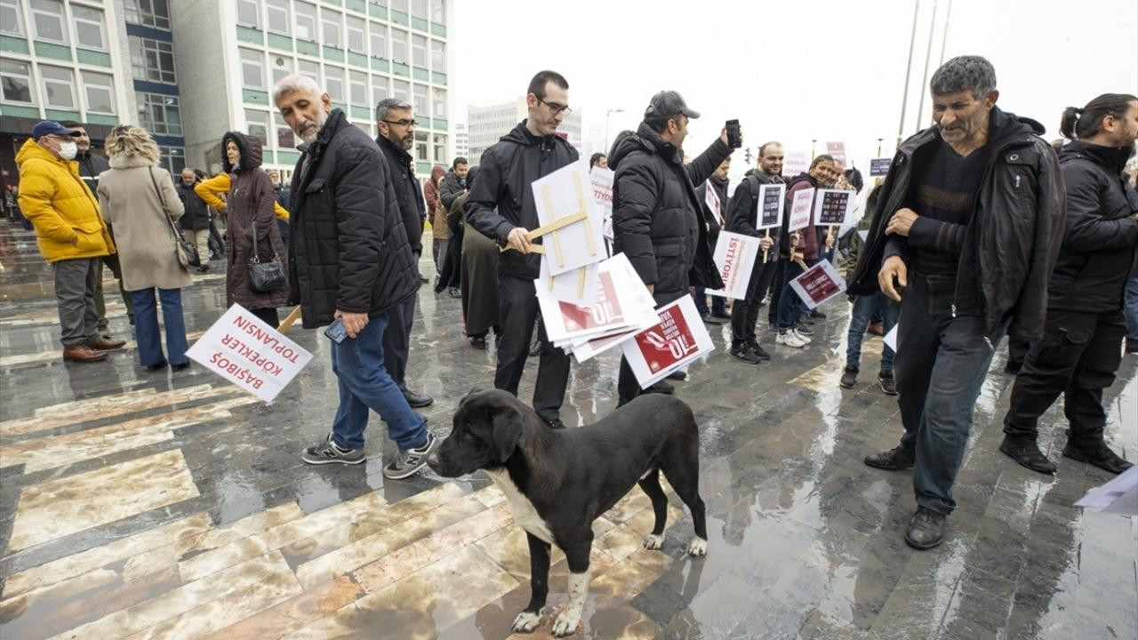 Ulus'ta başıboş köpek tehdidine çözüm istendi