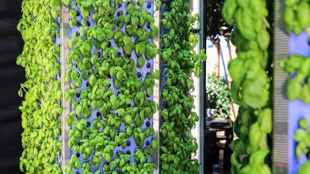 Topraksız tarımla evde ürün yetiştirmek mümkün