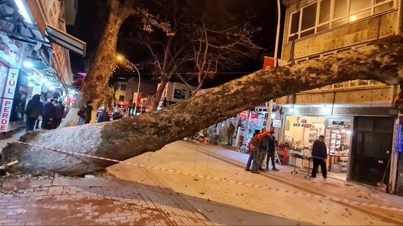 Bursa'da devrilen ağaç iş yerlerine zarar verdi