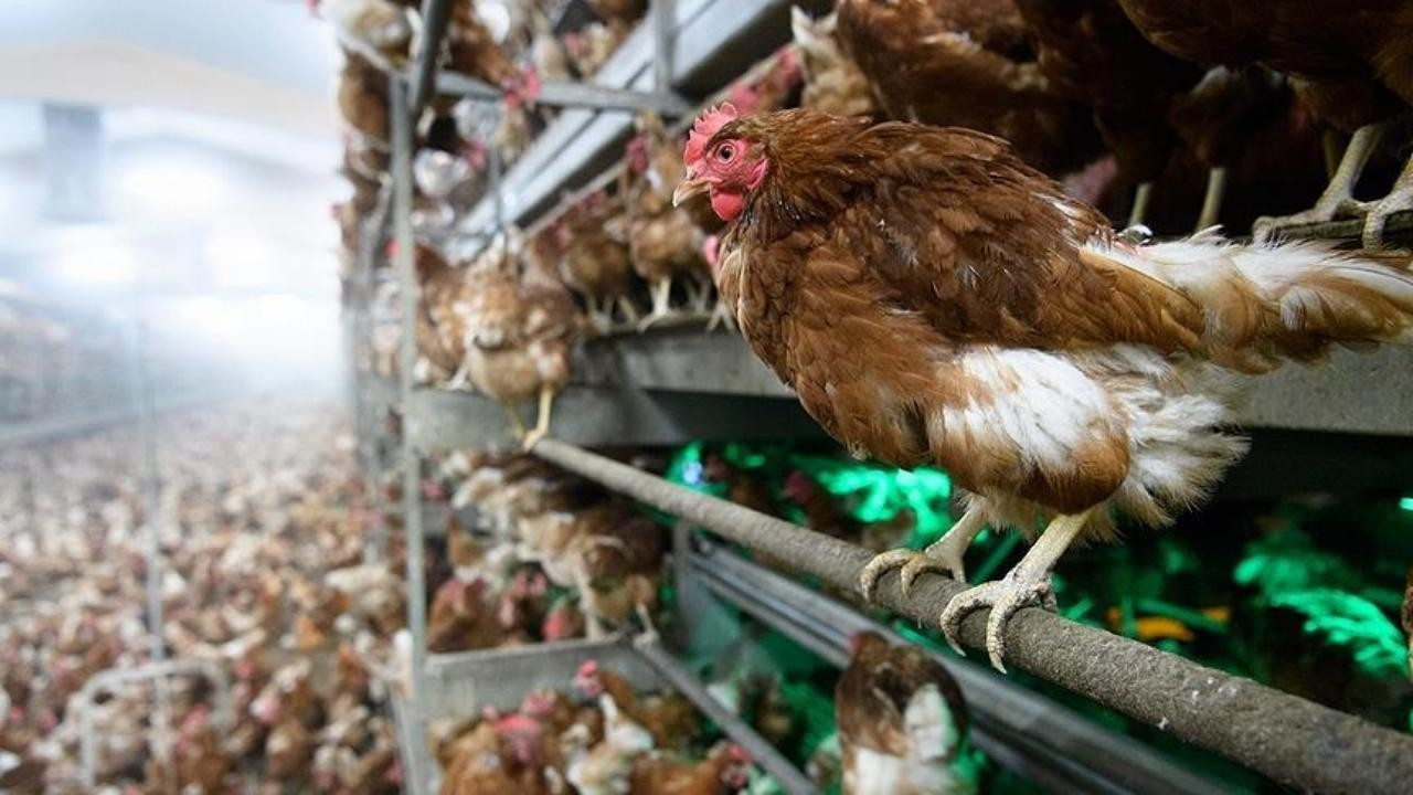 Danimarka'da 50 bin tavuk itlaf edilecek