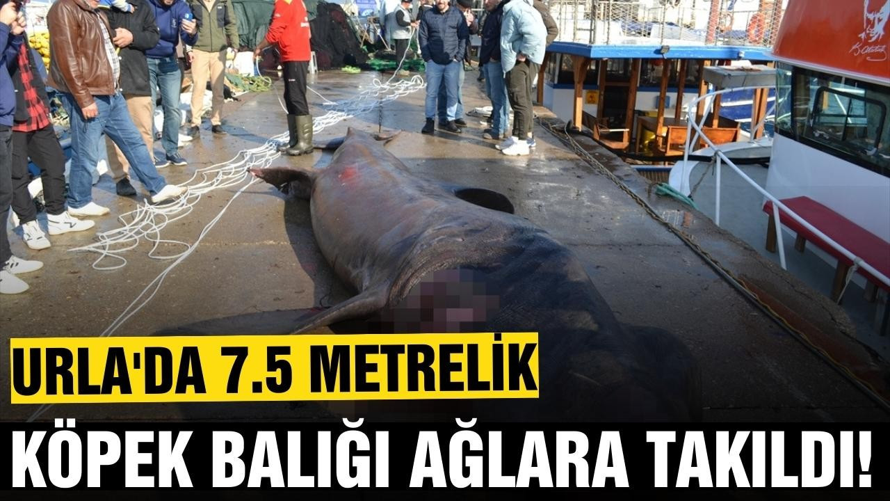 7,5 metrelik ölü köpek balığı ağlara takıldı