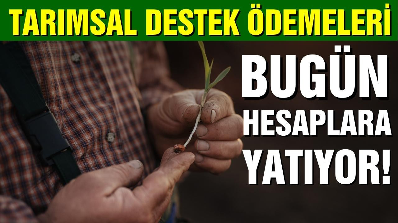 Tarımsal destek ödemeleri bugün hesaplara yatıyor