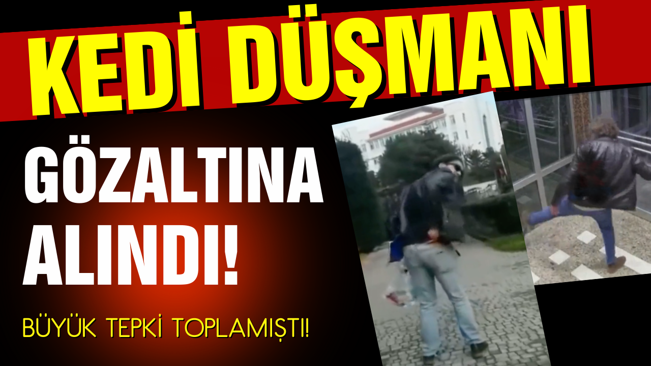 Büyük tepki çeken kedi düşmanı gözaltına alındı!