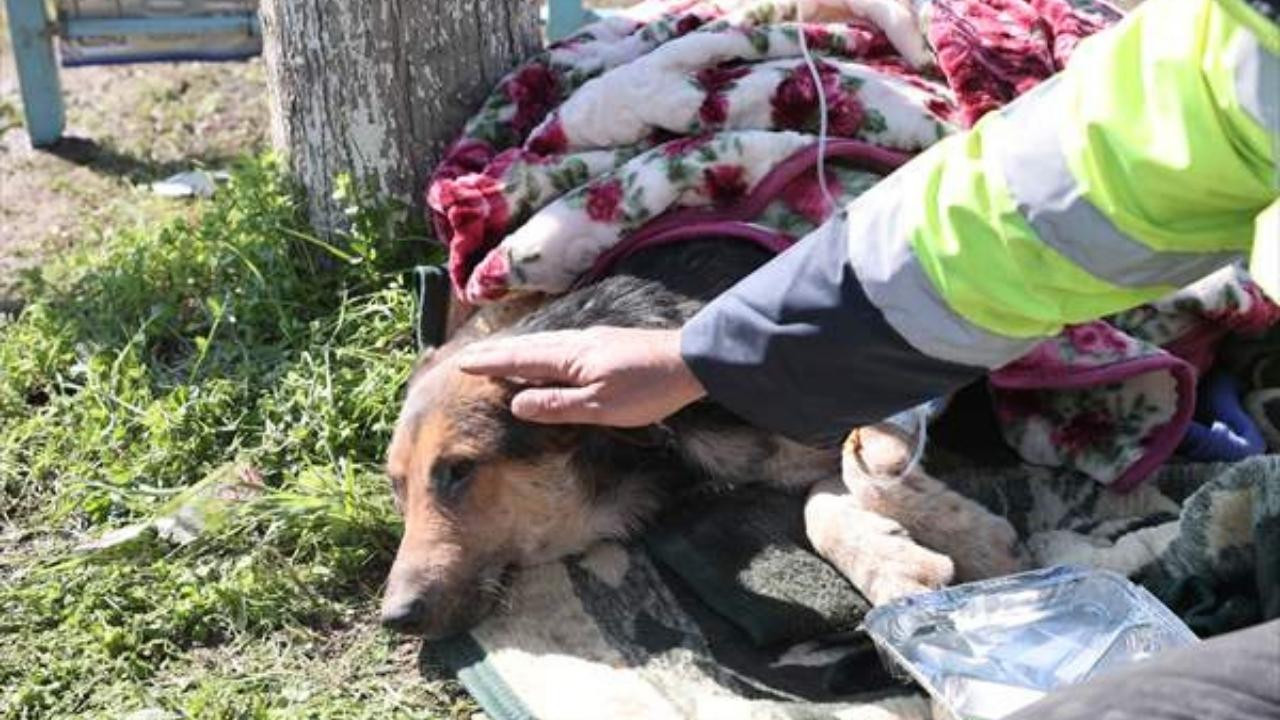 Enkaz altından 55 saat sonra bir köpek kurtarıldı