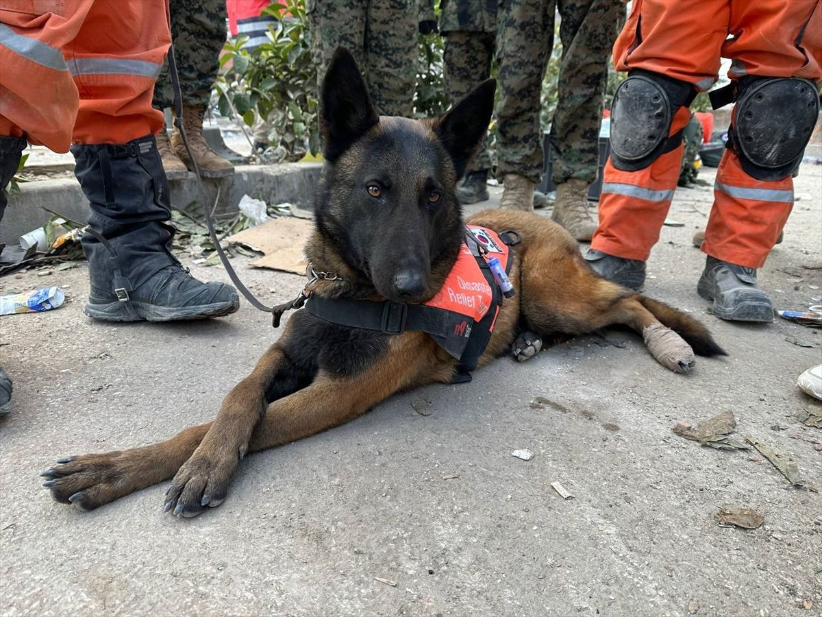 Güney Koreli 3 arama kurtarma köpeği ayaklarındaki bandajlarla çalışıyor! - Sayfa 4