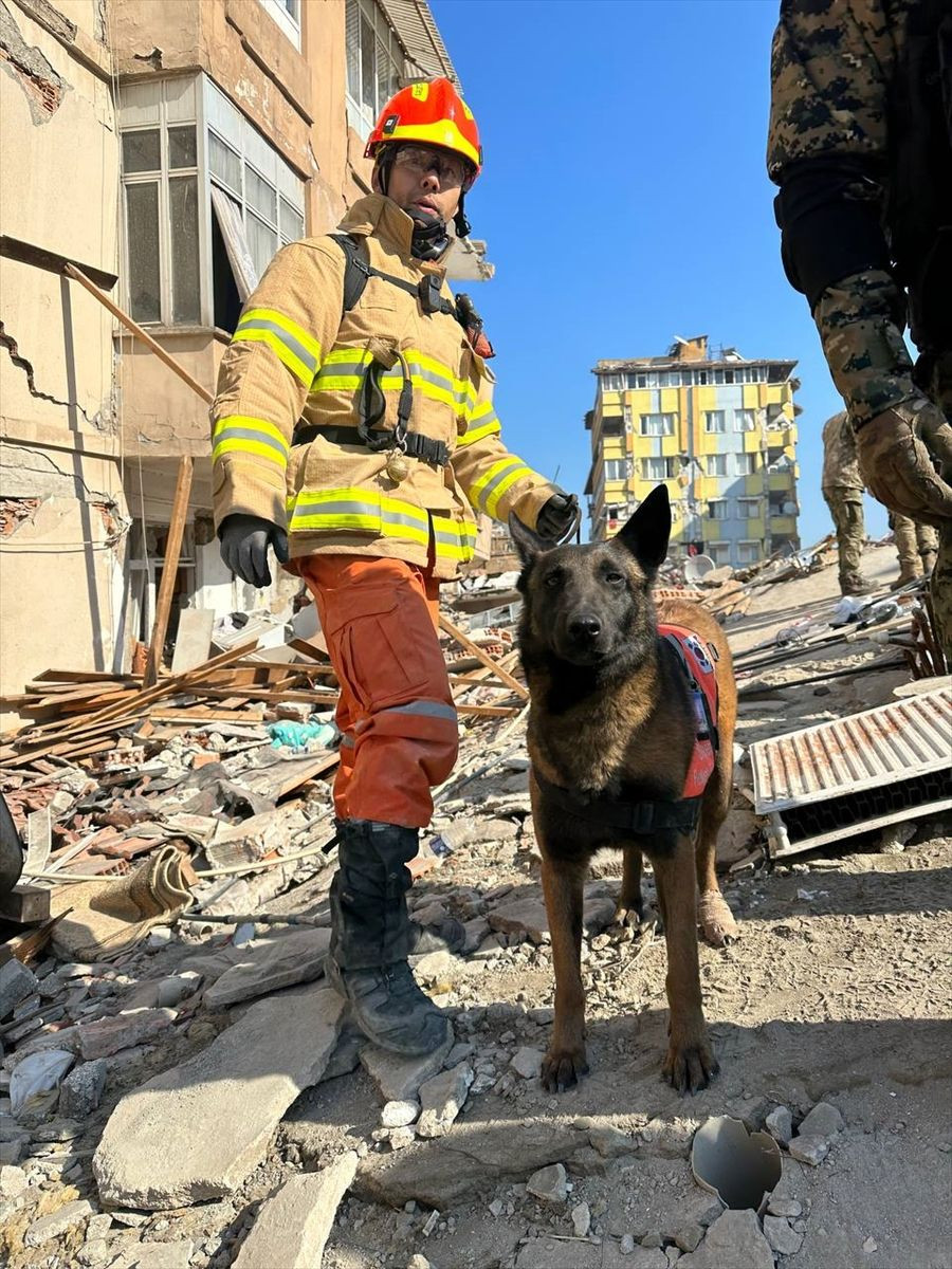 Güney Koreli 3 arama kurtarma köpeği ayaklarındaki bandajlarla çalışıyor! - Sayfa 5