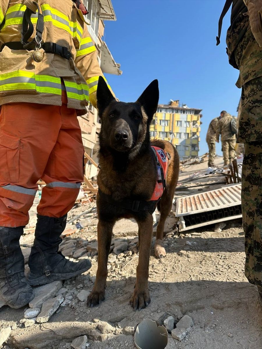 Güney Koreli 3 arama kurtarma köpeği ayaklarındaki bandajlarla çalışıyor! - Sayfa 6