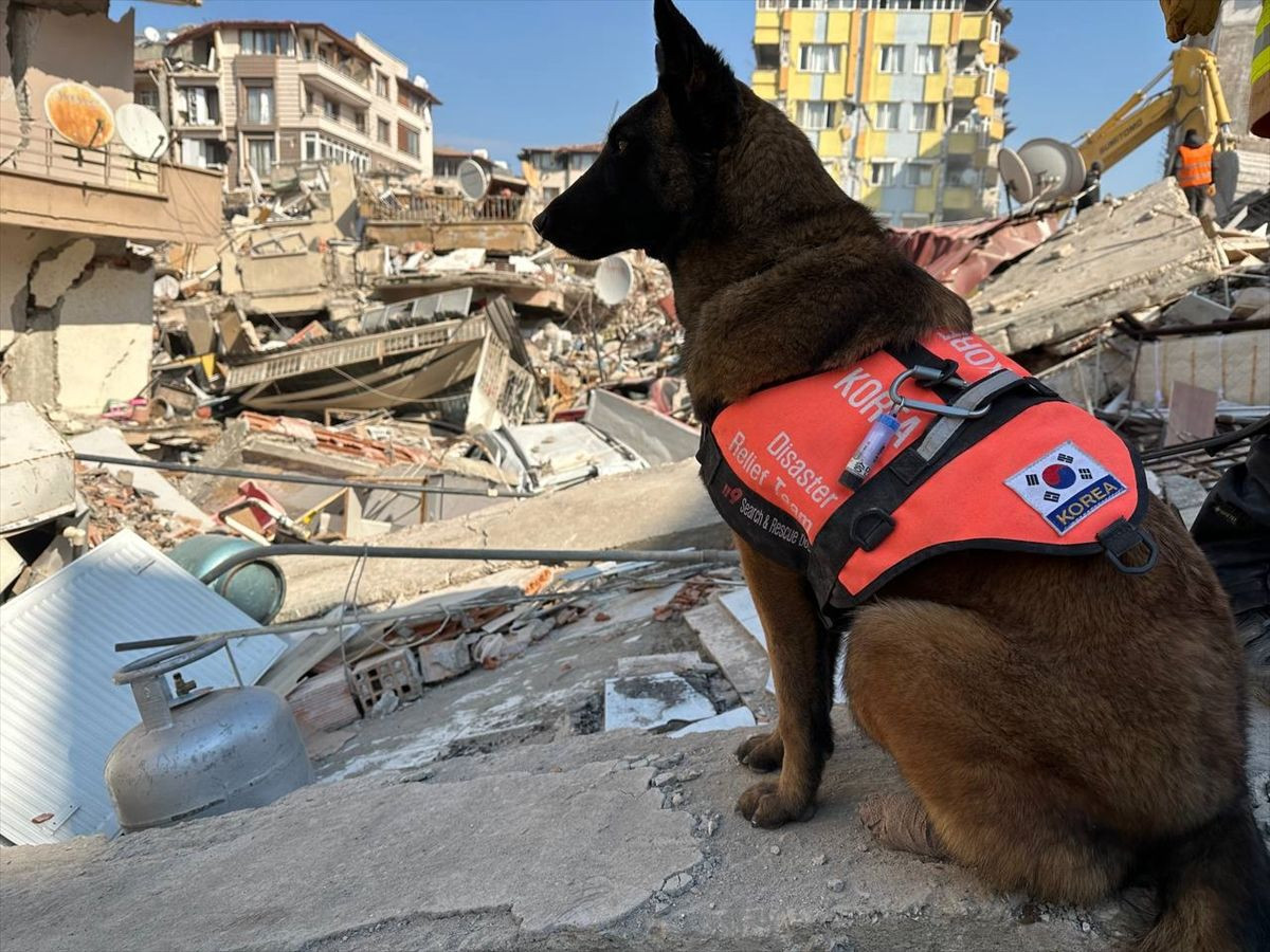 Güney Koreli 3 arama kurtarma köpeği ayaklarındaki bandajlarla çalışıyor! - Sayfa 7