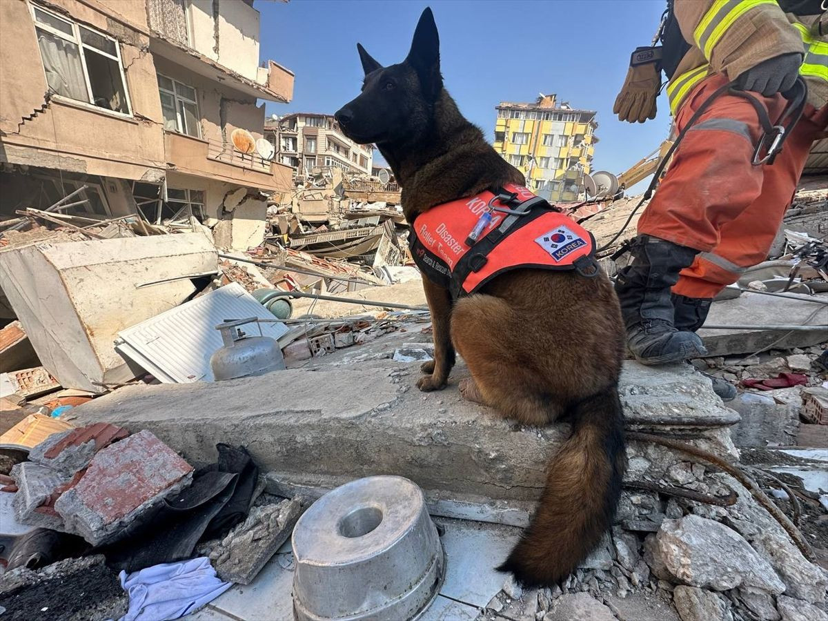 Güney Koreli 3 arama kurtarma köpeği ayaklarındaki bandajlarla çalışıyor! - Sayfa 9