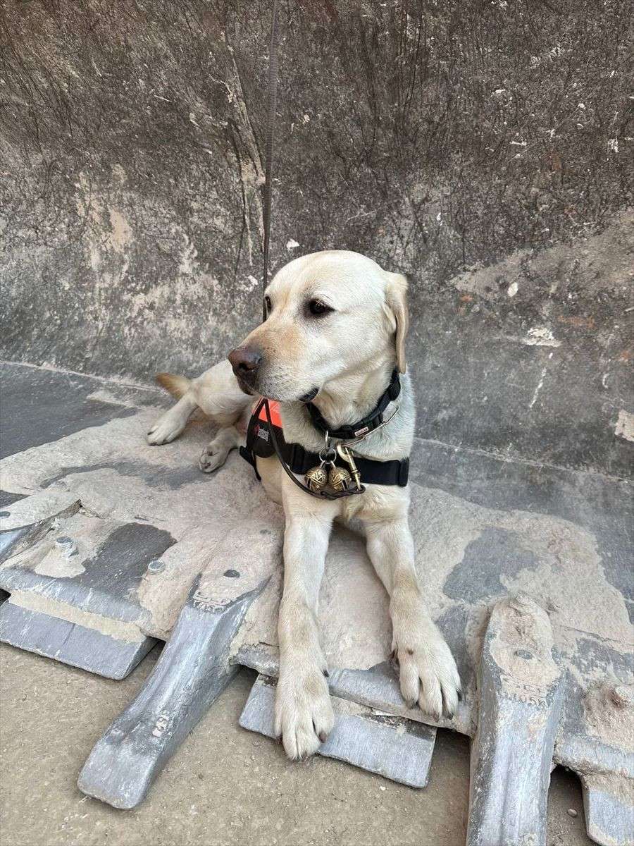 Güney Koreli 3 arama kurtarma köpeği ayaklarındaki bandajlarla çalışıyor! - Sayfa 12