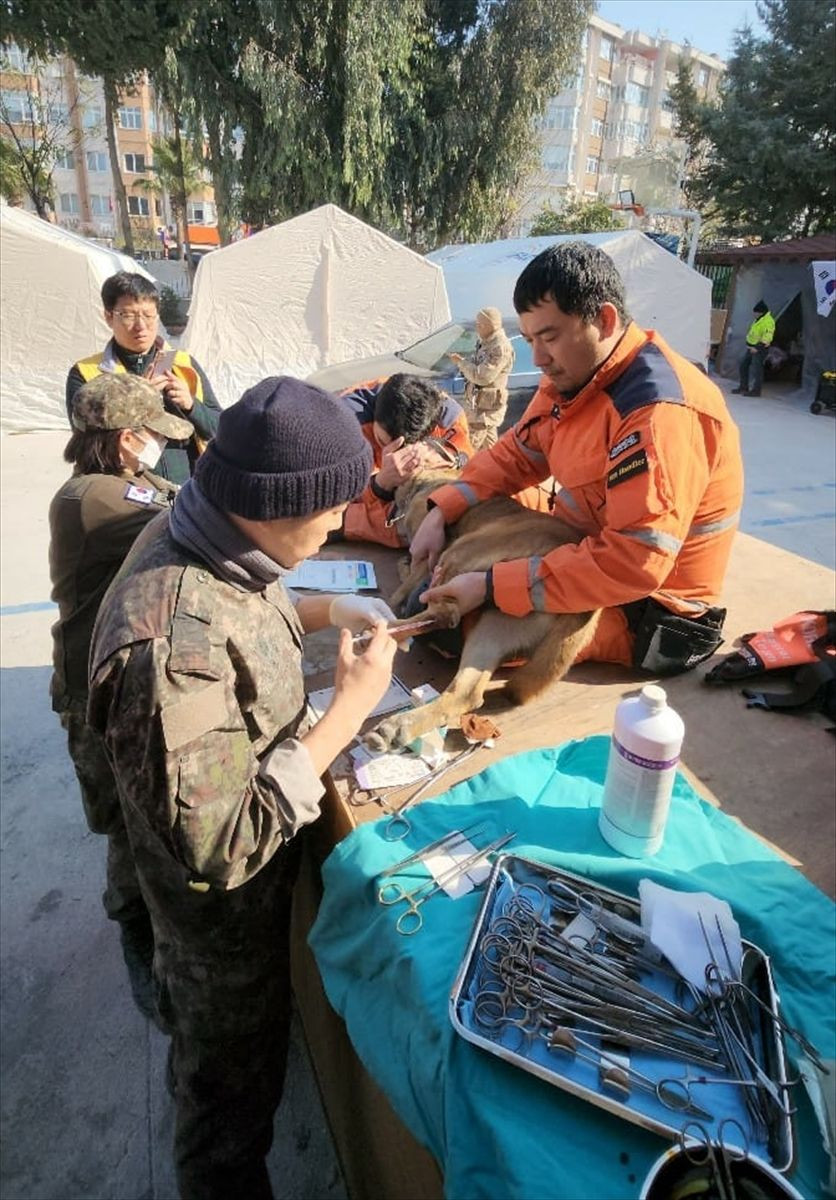 Güney Koreli 3 arama kurtarma köpeği ayaklarındaki bandajlarla çalışıyor! - Sayfa 13