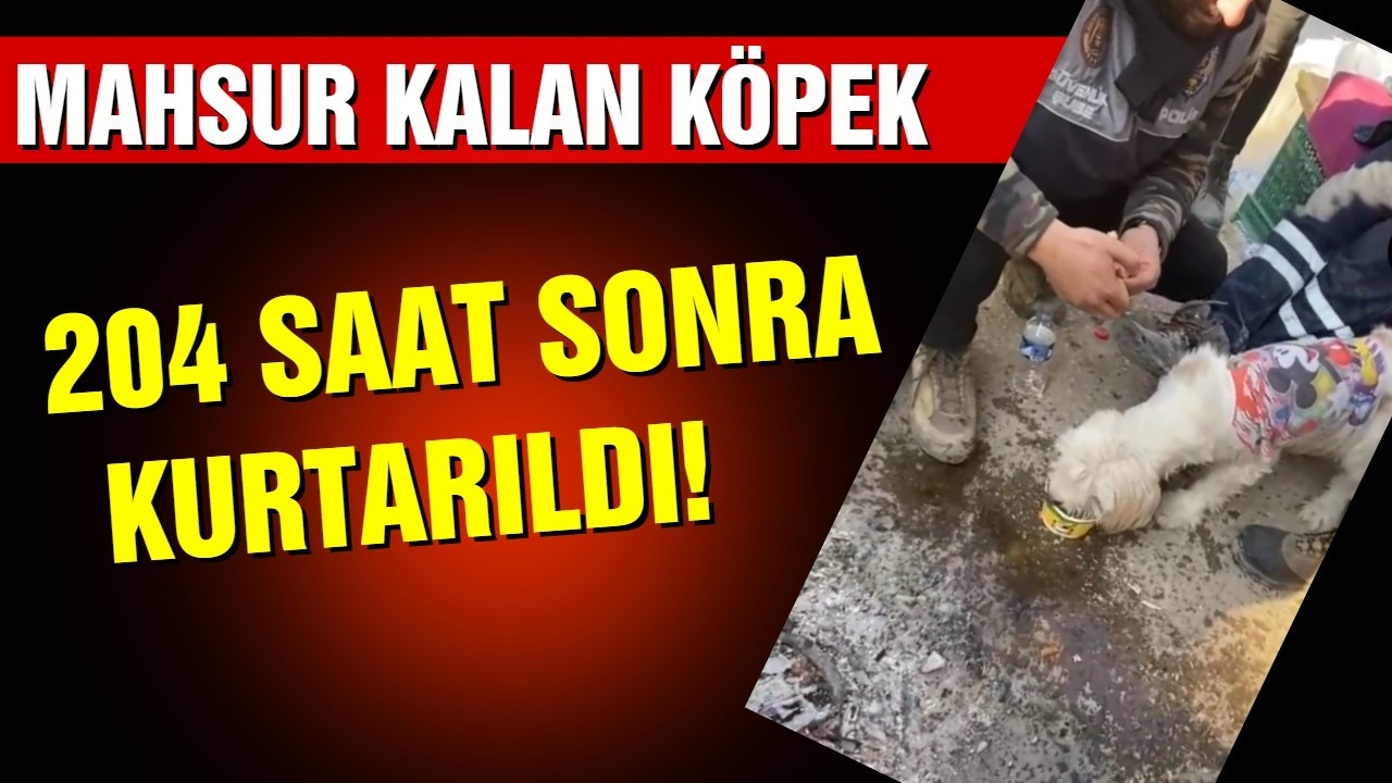 Hatay'da binada mahsur kalan köpek kurtarıldı!