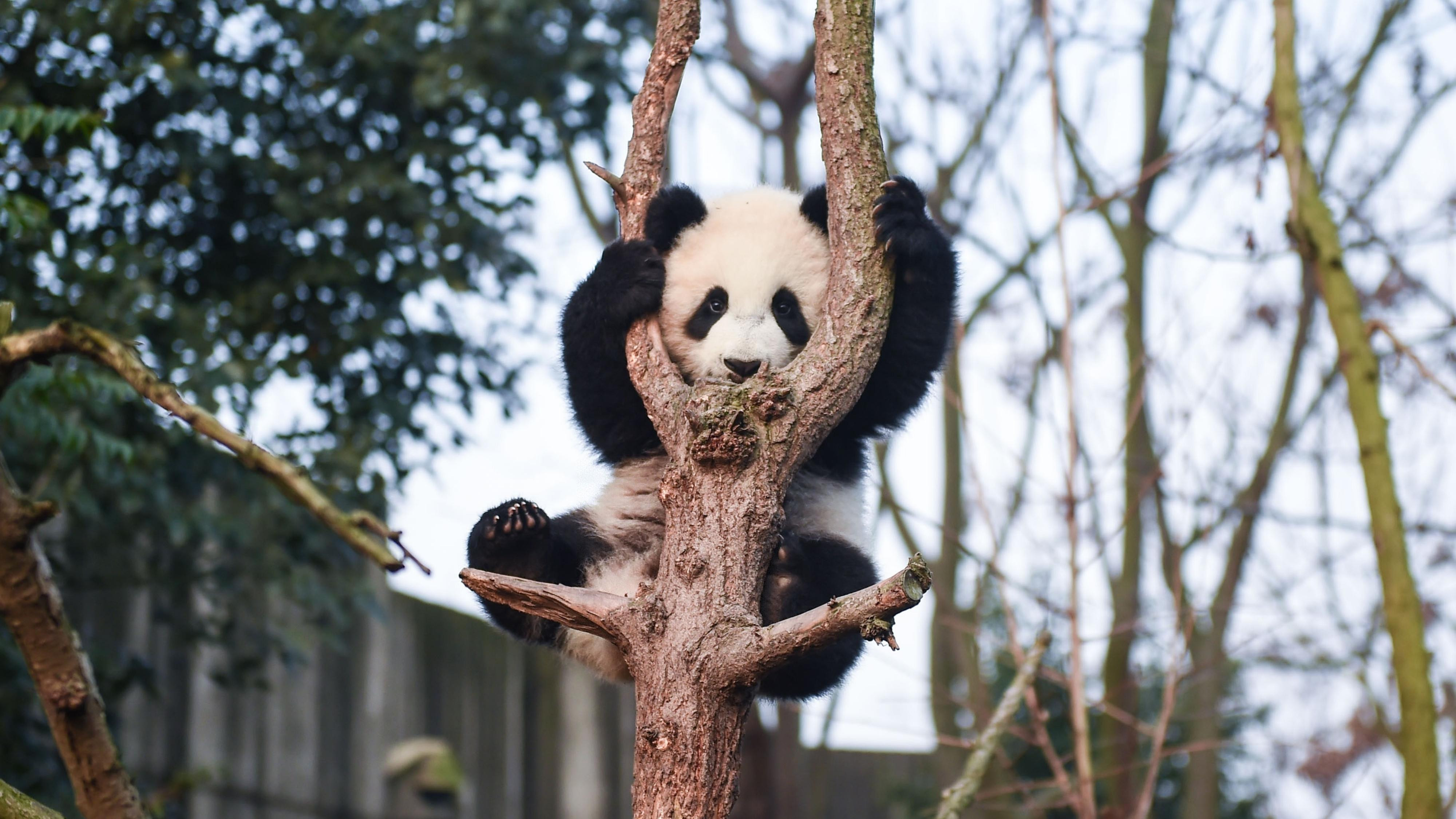Sevimli panda Xiang Xiang için seferber oldular
