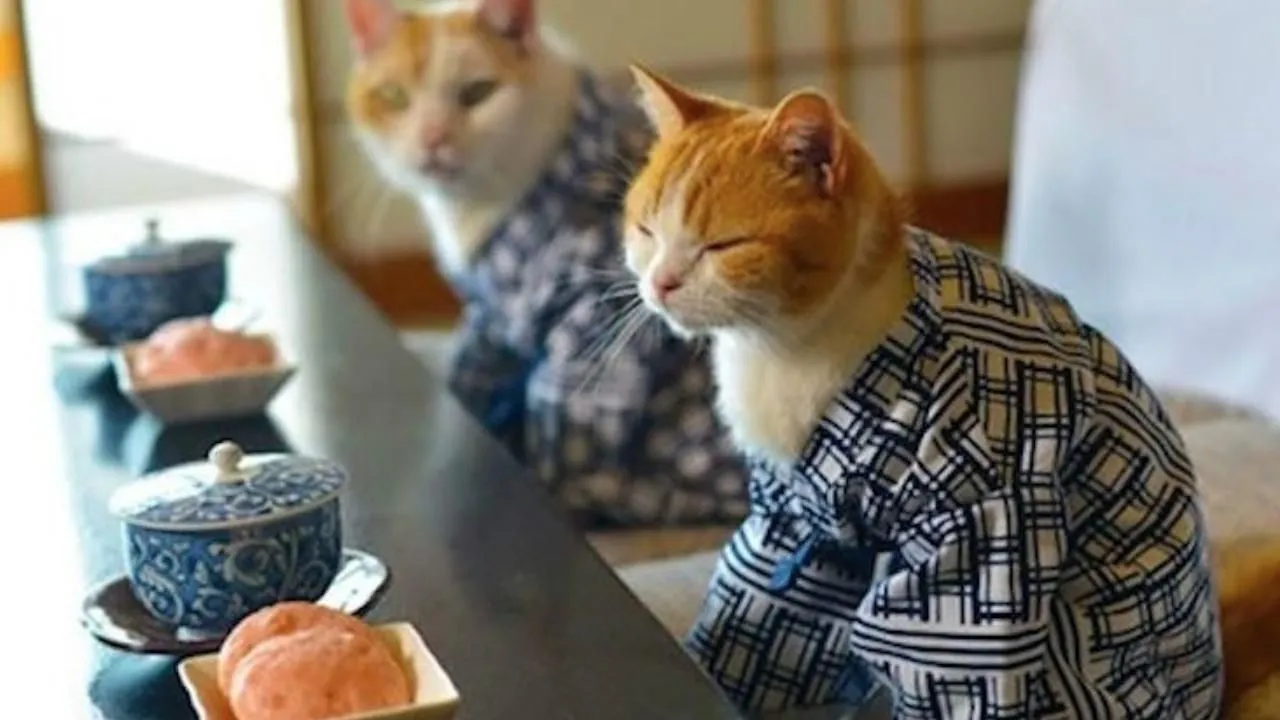 Japonya Kedi Günü kutlamaları başladı