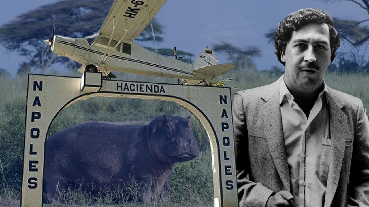 Escobar'a ait su aygırları Hindistan'a gönderildi