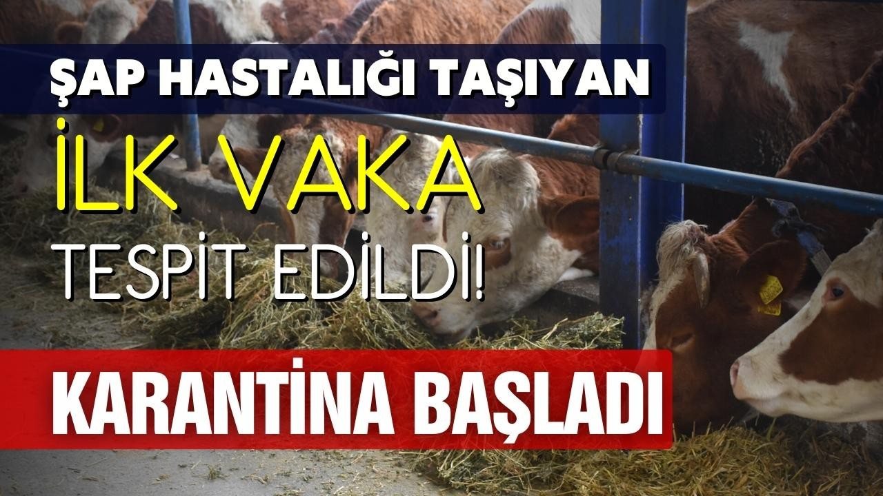 Şap hastalığı taşıyan ilk vaka tespit edildi!