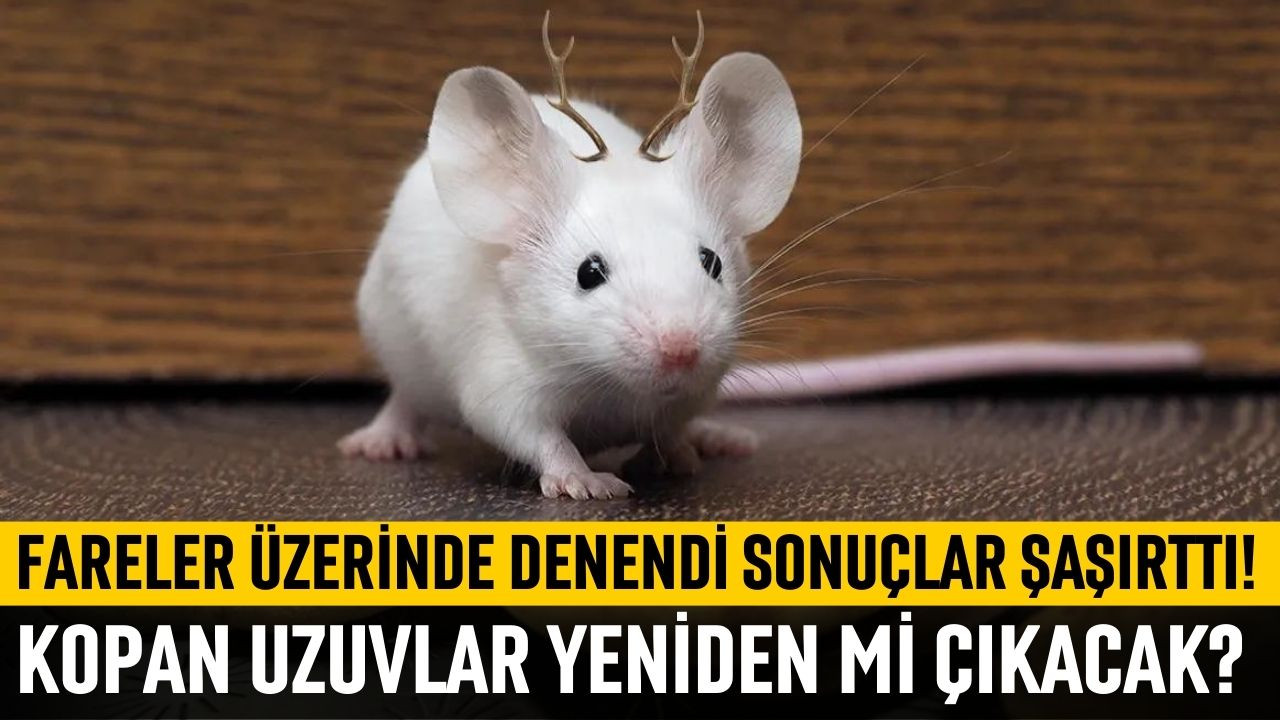 Bilim insanları farelerde boynuz çıkardı!