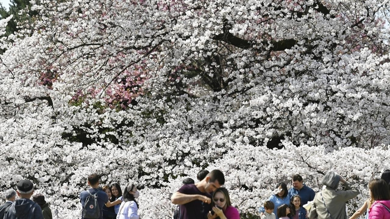 "Sakura" Japonya'nın ilkbahar başlangıcı simgesi