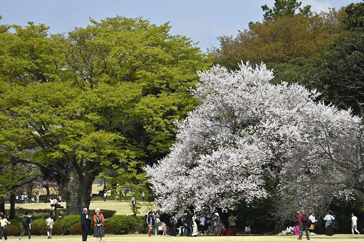 "Sakura" Japonya'nın ilkbahar başlangıcı simgesi - Sayfa 1