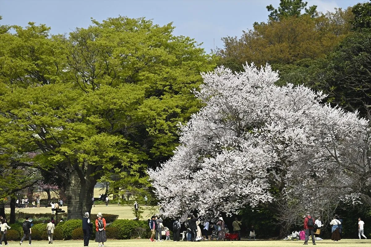 "Sakura" Japonya'nın ilkbahar başlangıcı simgesi