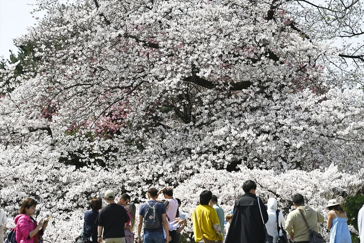"Sakura" Japonya'nın ilkbahar başlangıcı simgesi