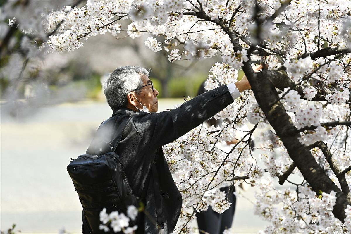 "Sakura" Japonya'nın ilkbahar başlangıcı simgesi - Sayfa 4