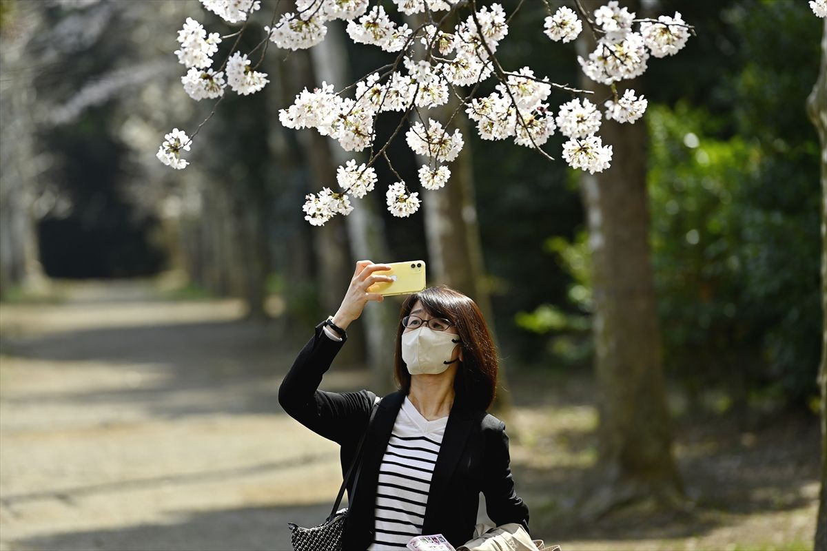 "Sakura" Japonya'nın ilkbahar başlangıcı simgesi - Sayfa 5