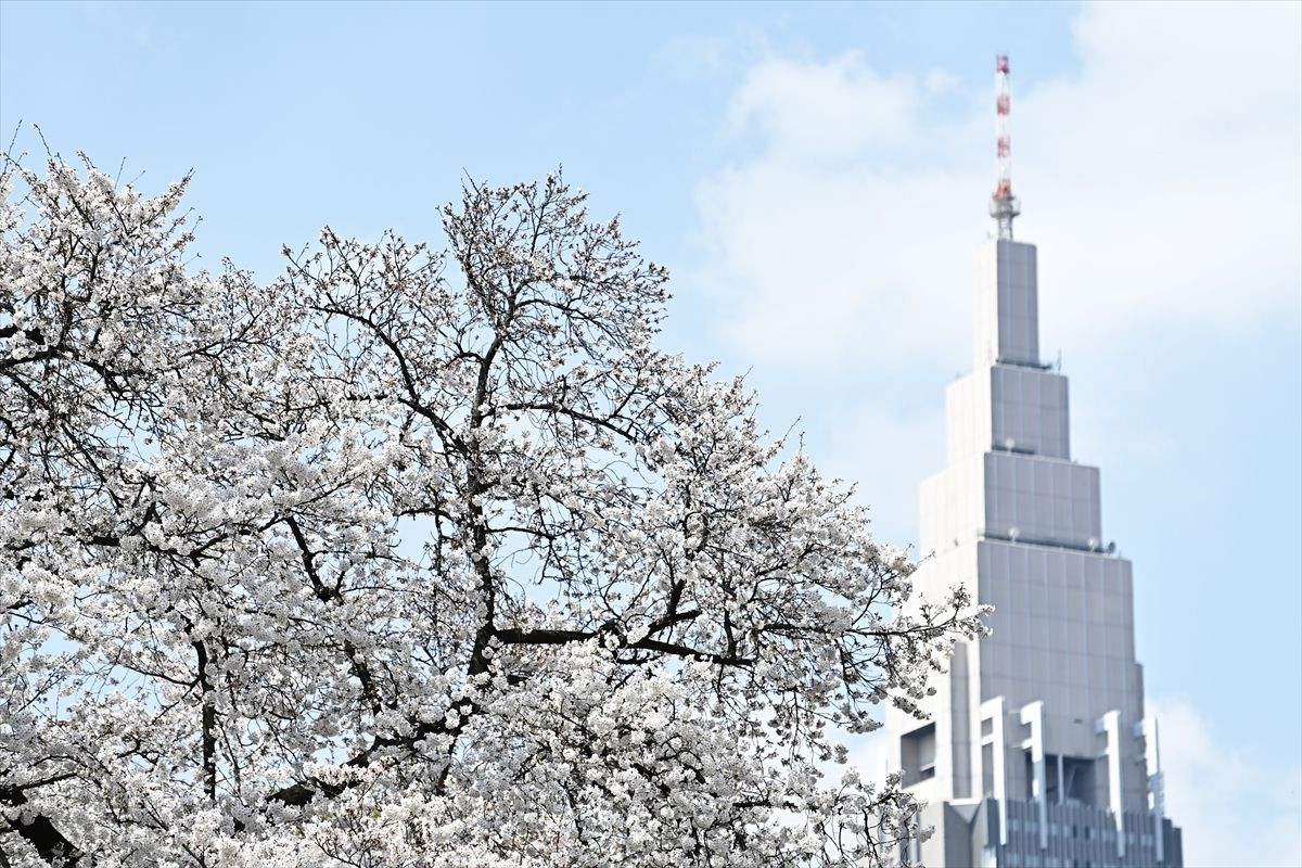 "Sakura" Japonya'nın ilkbahar başlangıcı simgesi - Sayfa 6