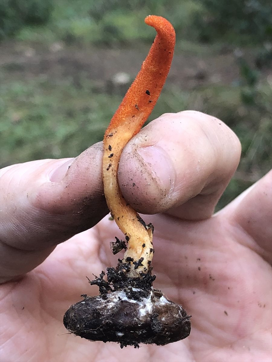 Dizilere konu olan 'zombi mantarı' İstanbul'da görüldü. - Sayfa 6