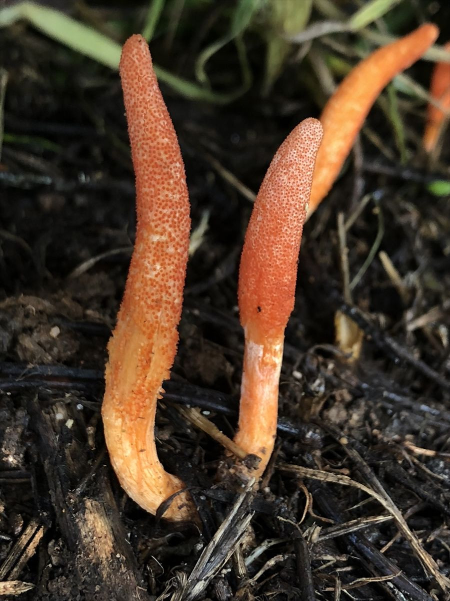 Dizilere konu olan 'zombi mantarı' İstanbul'da görüldü. - Sayfa 5