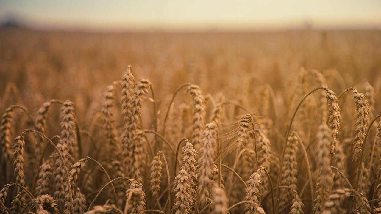 Kazakistan'da tahıl ithalatı 6 aylığına yasaklandı
